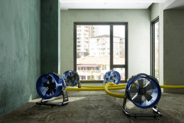 Best Mold removal after water damage  in Abbeville, GA